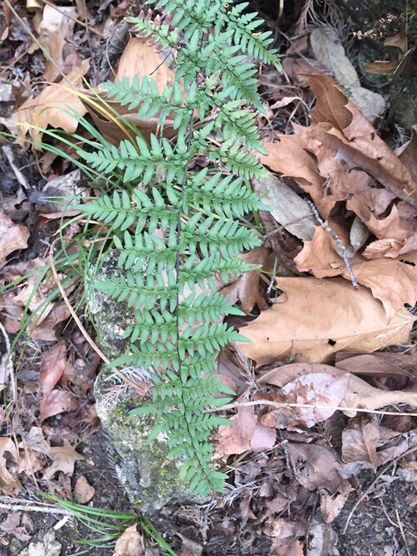 Fern showing fractal relationships