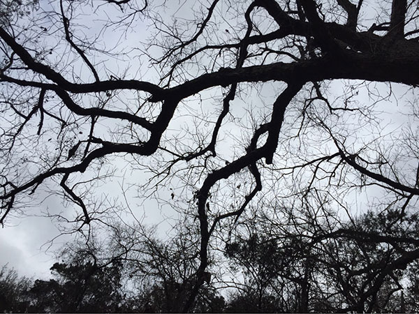 Westside Preserve